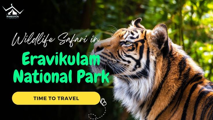 Eravikulam National Park - Kerala